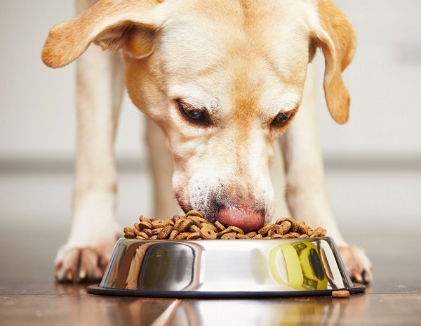 United States Pets Food Market Size, Forecast 2028